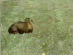 howtodog23.gif