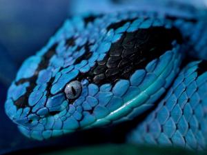 sz-Animals___Reptiles_Blue_snake_031402_1.jpg