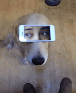 1354496_800.gif