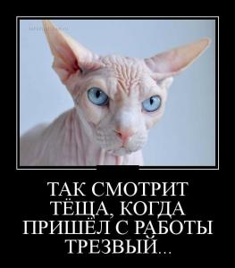 Теща и трезвый.jpg