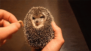 Ёжик.gif