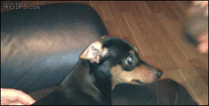 tumblr_mjmy866Exw1qdlh1io1_400.gif