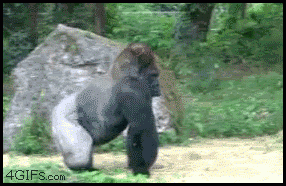 21150_original.gif