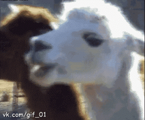 Podpishis_gif_01.gif